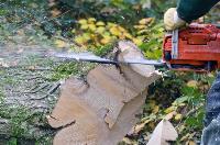 Only ~ $44 ~ Cheap Tree Removal Auckland Low Cost image 1